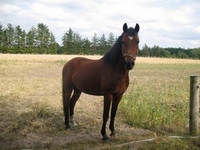 Solvanggårds Chirokko