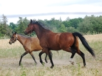Solvanggårds Chirokko